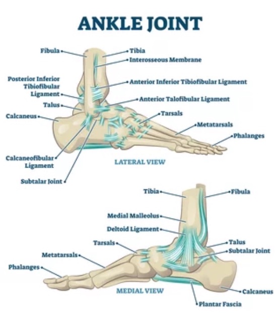 Ankle joint: Anatomy, bones, ligaments and movements