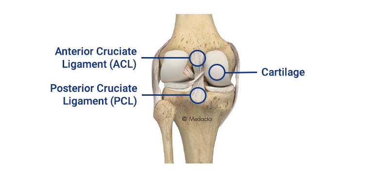 Knee Anatomy Posterior